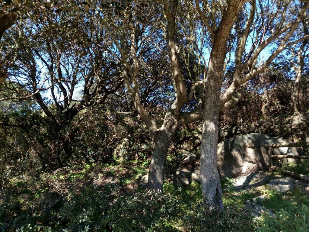 Hostal Eucaliptus Farm Retreat Santa Teresa Gallura Exterior foto